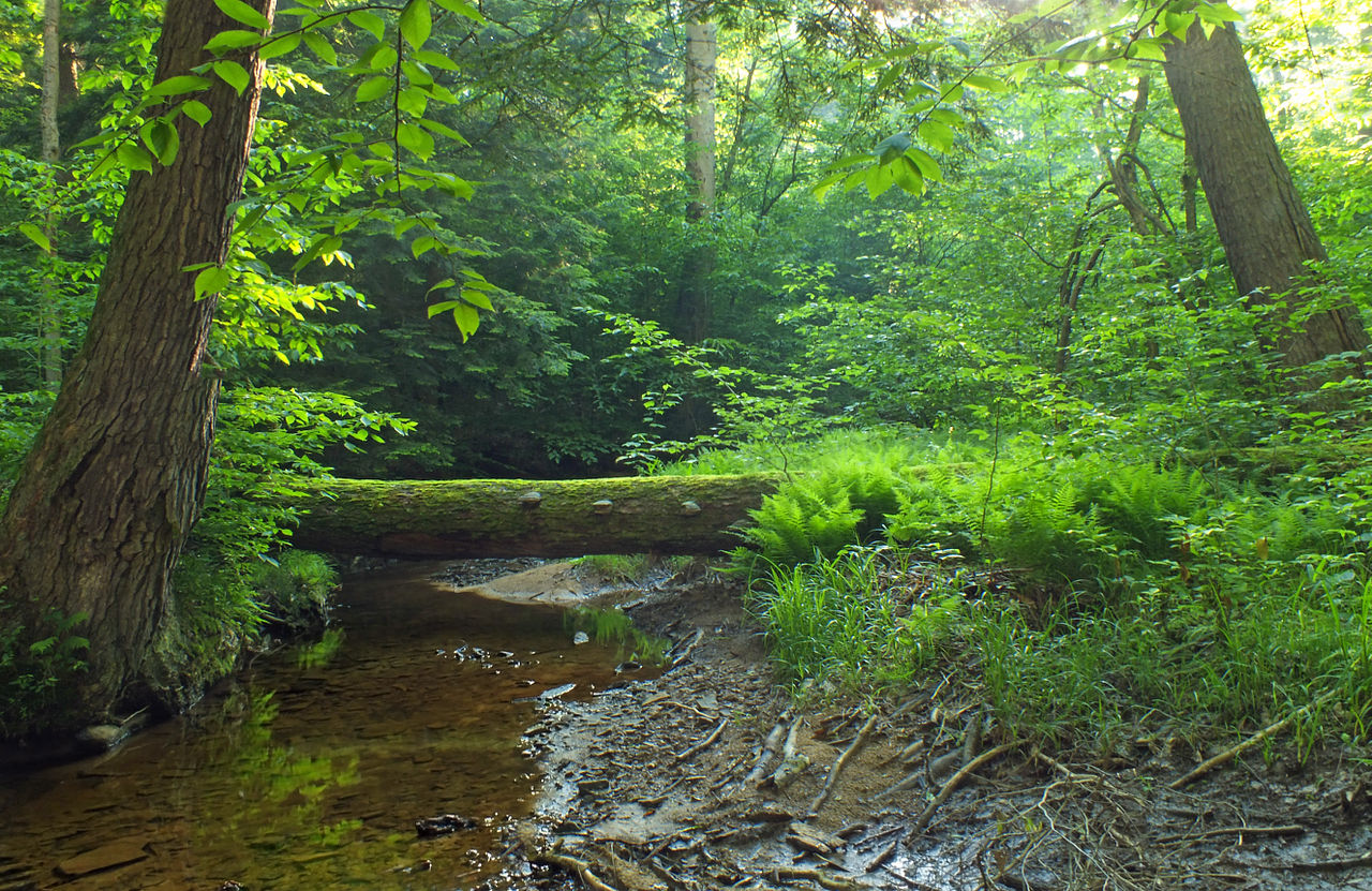 1280px-Flickr_-_Nicholas_T_-_Tionesta_Research_Natural_Area_(Revisited)_(1)