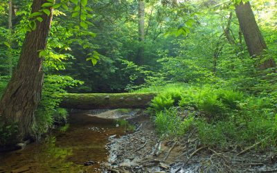 1280px-Flickr_-_Nicholas_T_-_Tionesta_Research_Natural_Area_(Revisited)_(1)